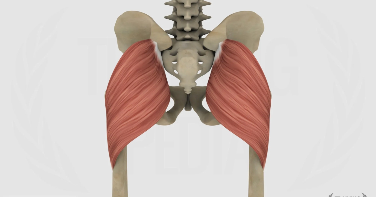 Grande gluteo