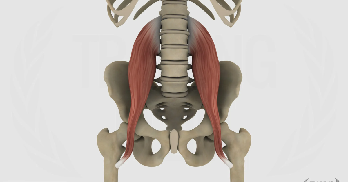 Grande psoas