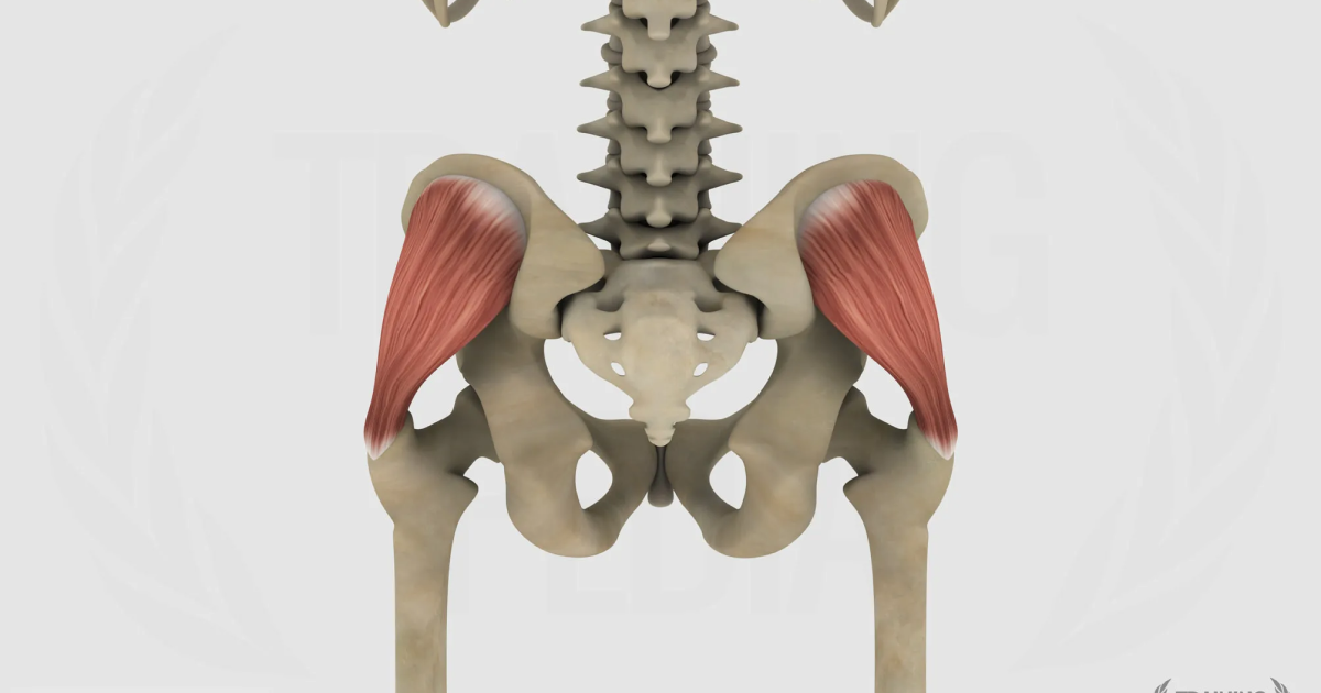 Medio gluteo