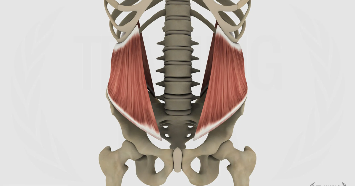 Obliquo interno