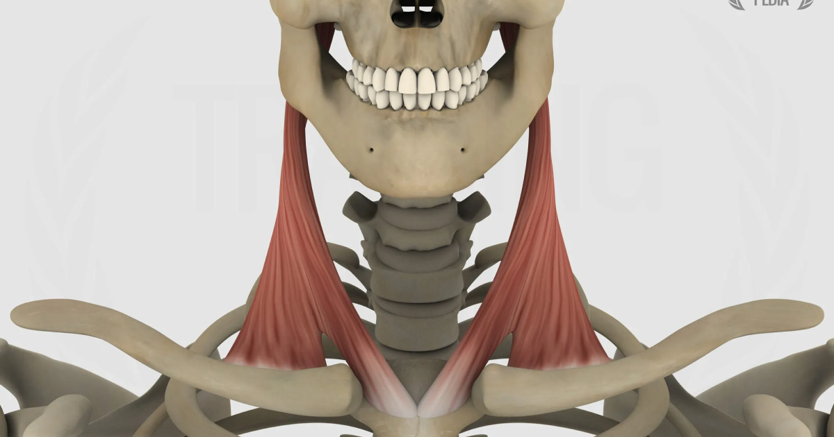 Sternocleidomastoideo