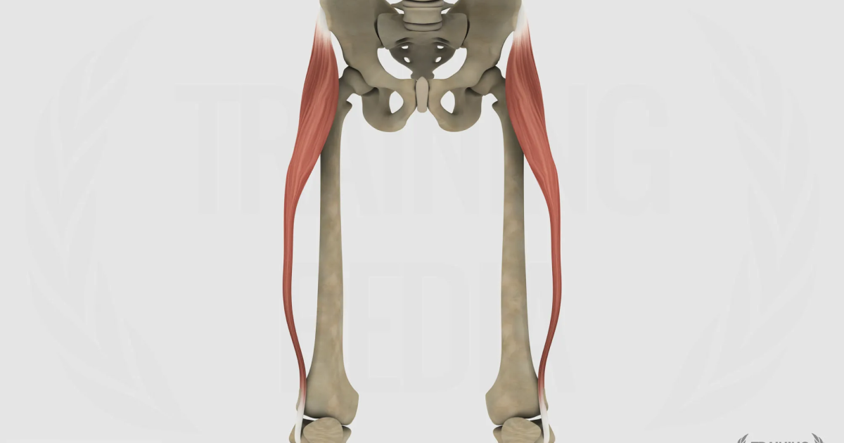 Tensore della fascia lata