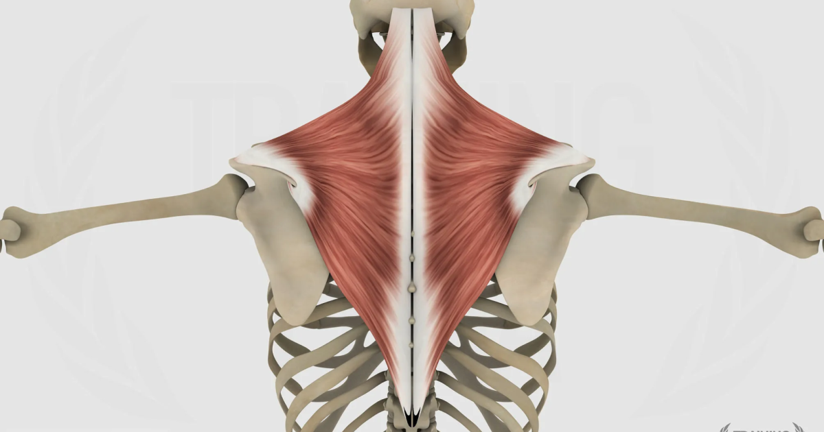 Trapezio