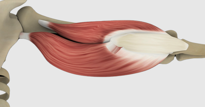 Tricipite brachiale