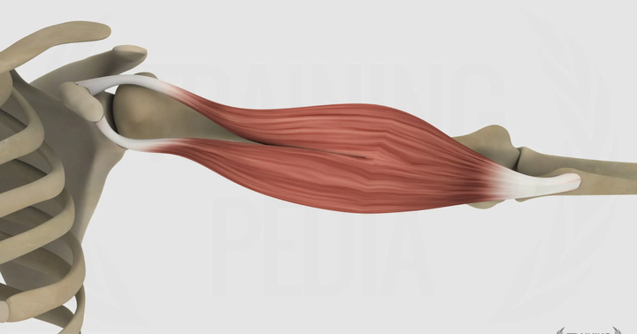 Bicipite brachiale