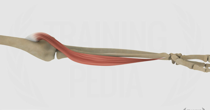 Brachioradiale