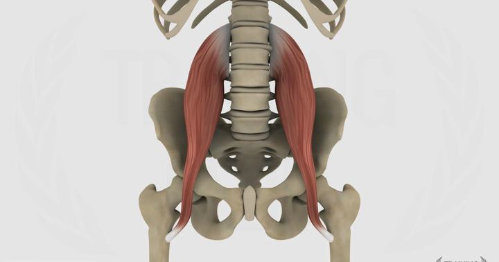 Grande psoas