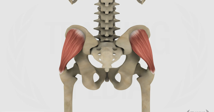 Medio gluteo