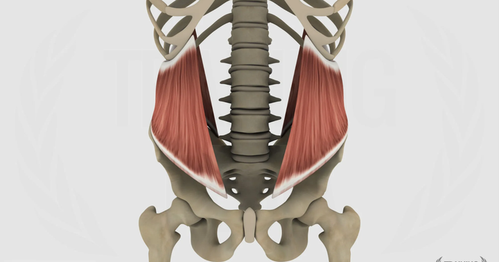 Obliquo interno