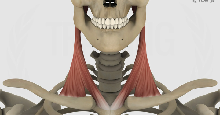 Sternocleidomastoideo