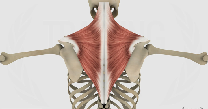 Trapezio