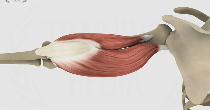 Tricipite brachiale